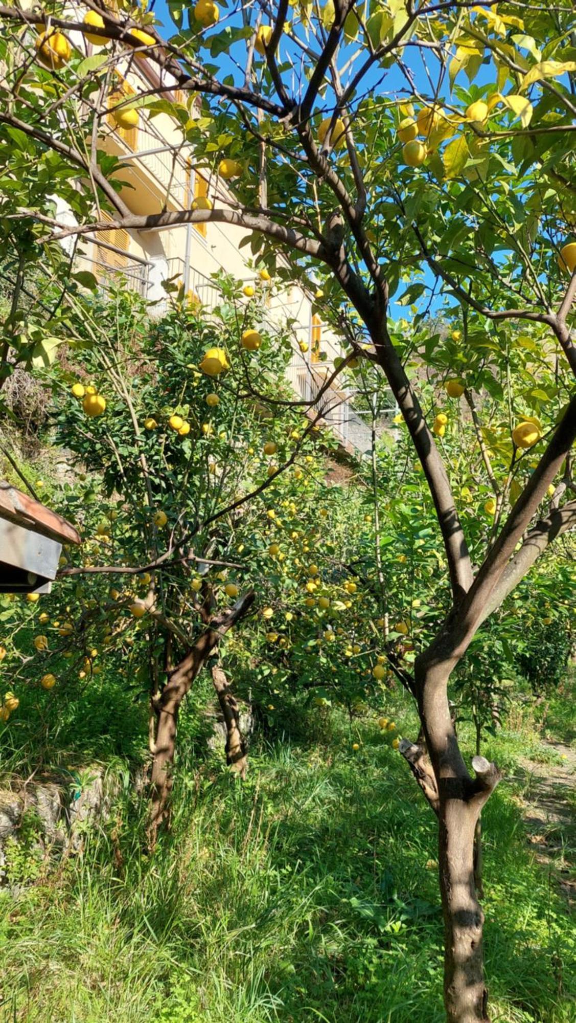Hotel La Casa Dei Limoni Monterosso al Mare Zewnętrze zdjęcie